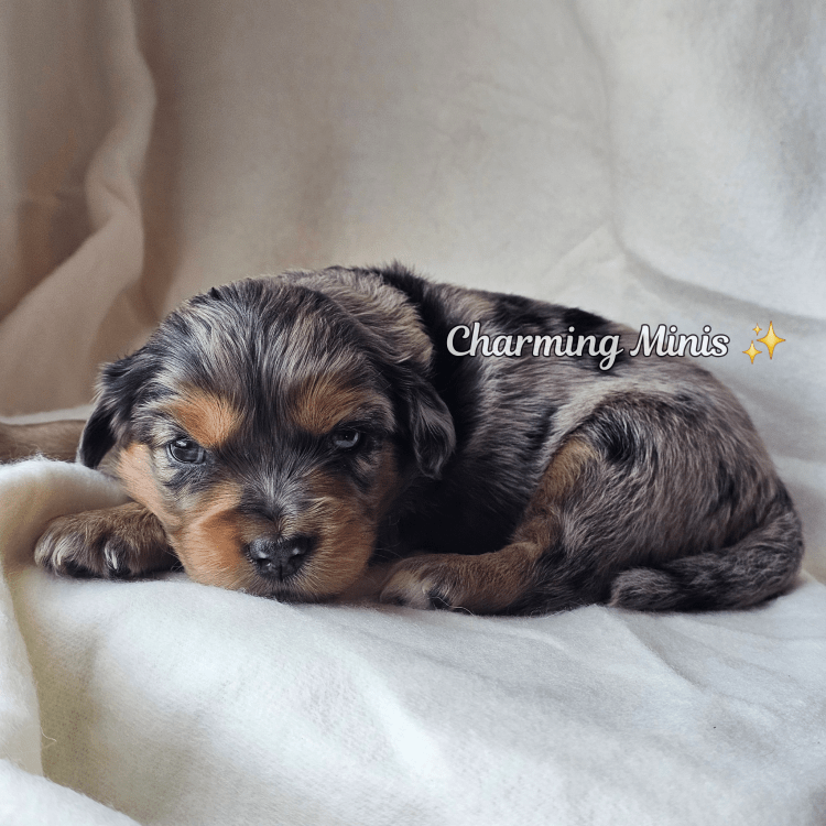 Arizona Family Puppies Merle Cavalier King Charles Spaniels Toy Aussies available puppies in arizona family friendly dog breeds honest breeders arizona reputable breeders arizona small puppies small breed puppies kid friendly puppies toy Australian shepherd miniature australian shepherd arizona california puppies southern california puppies southern california dog breeders ethical breeders arizona cavaliers arizona ckc ckcs cavalier